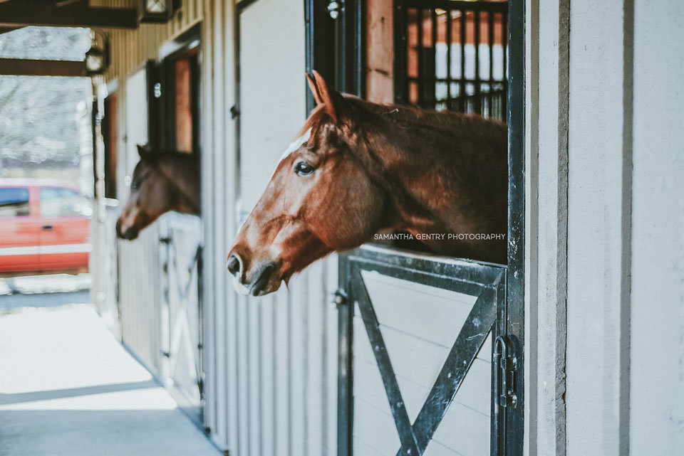Horses at the Bright's Creek Equestrian Center