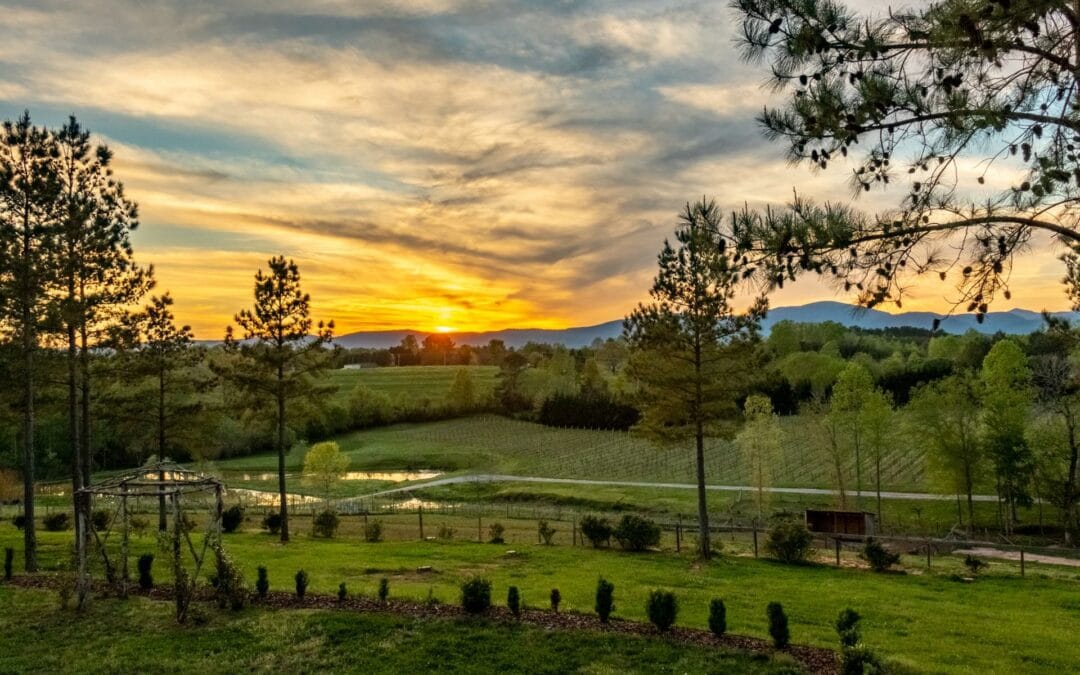 Our Favorite 5 Vineyards and Wineries Near Mill Spring, NC