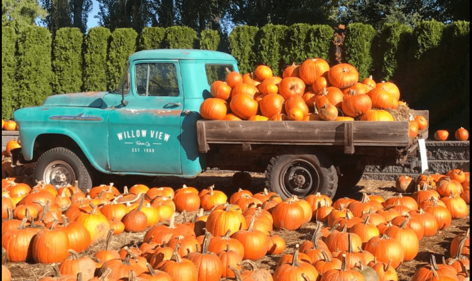 truck with pumpkins truck with pumpkins