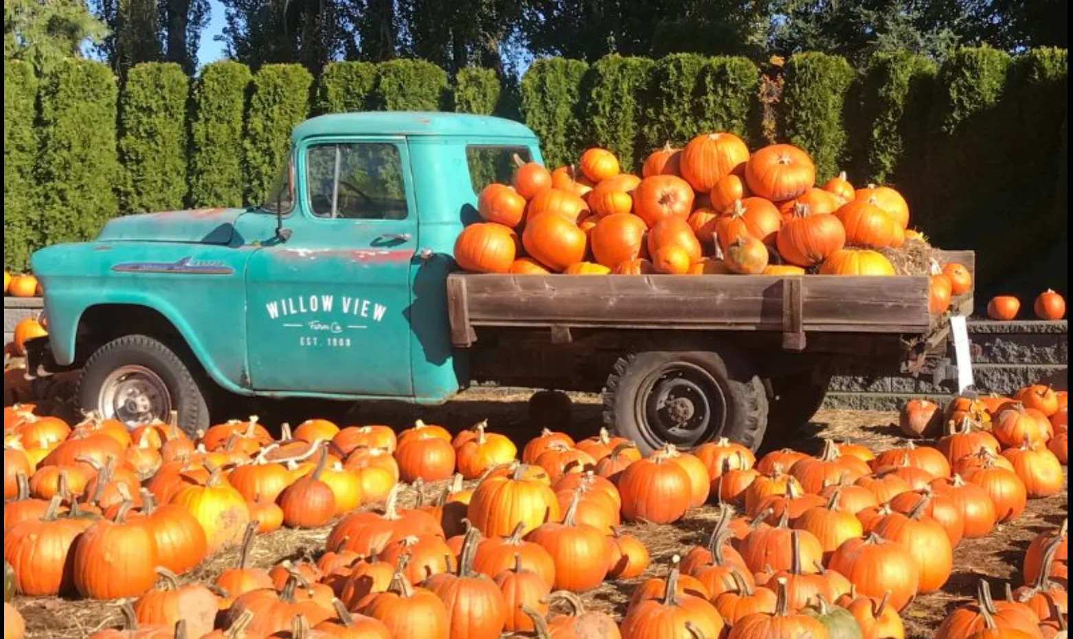 truck with pumpkins