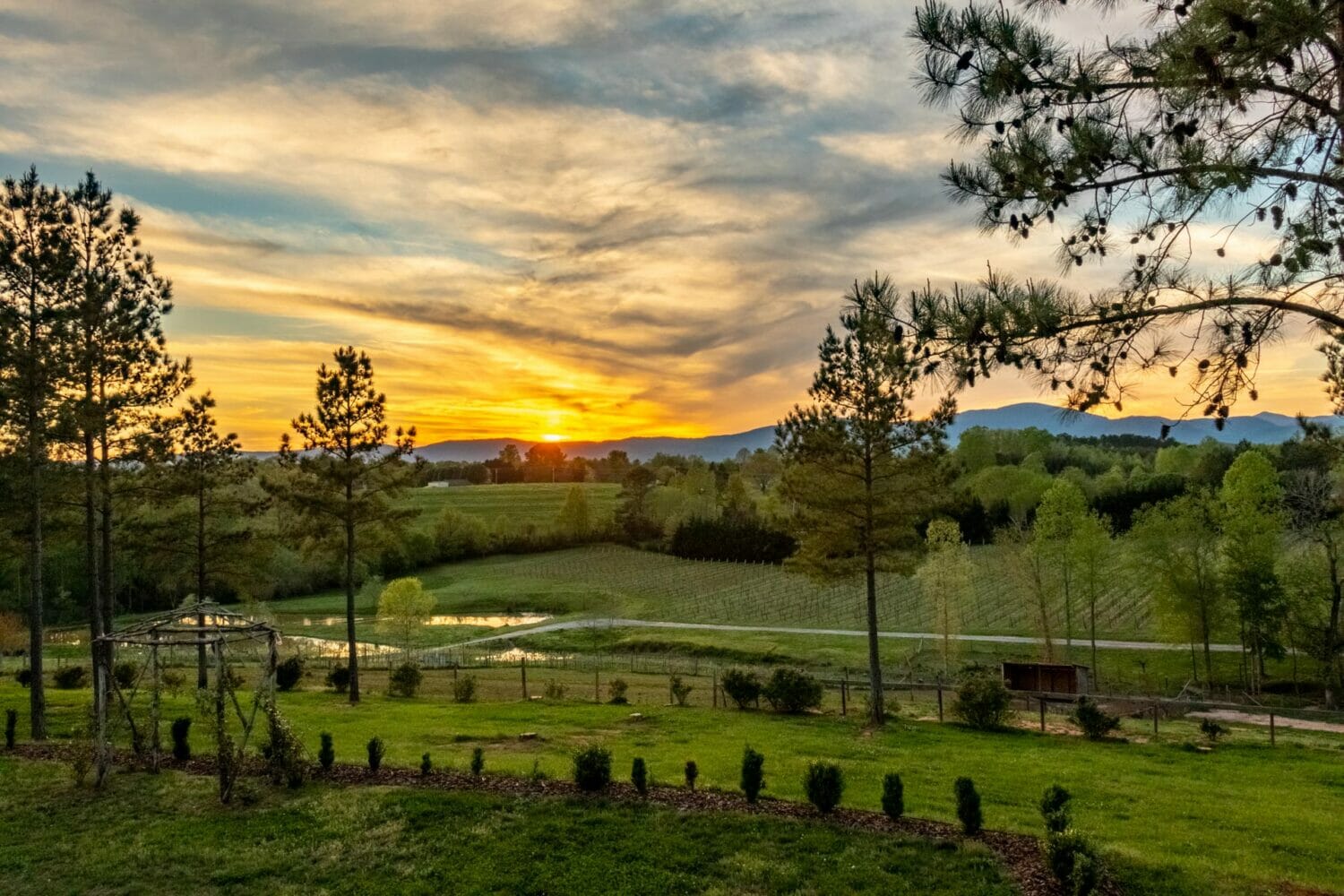 Parker-Binns Vineyard in Mill Spring, North Carolina